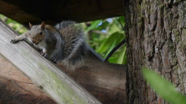 Squirrel