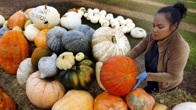 Woman with pumpkins in Surrey