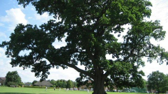 Entrant for tree of the year contest