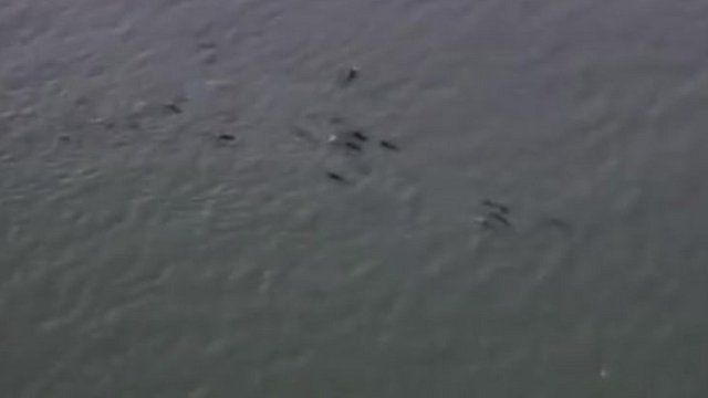 Pilot whales off Essex coast