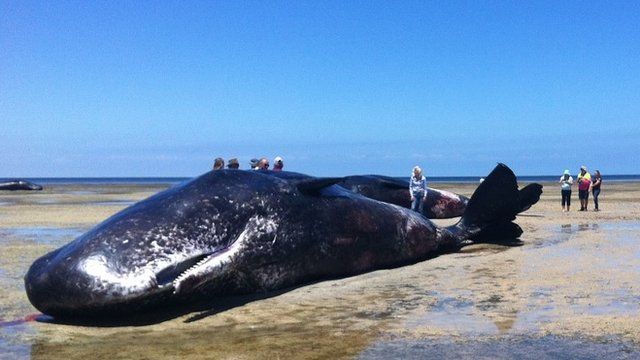 Huge sperm whales found dead on South Australi image