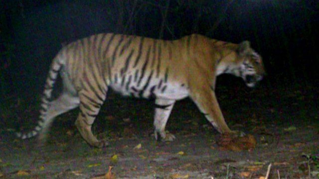 Tiger