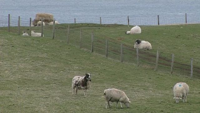 Caoraich