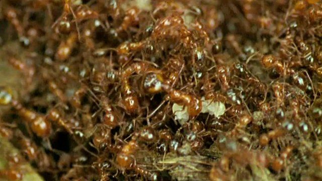 Ants