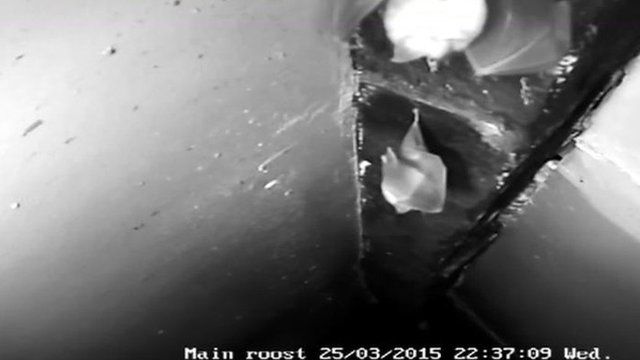 bat cam at oldest timbered house bbc news