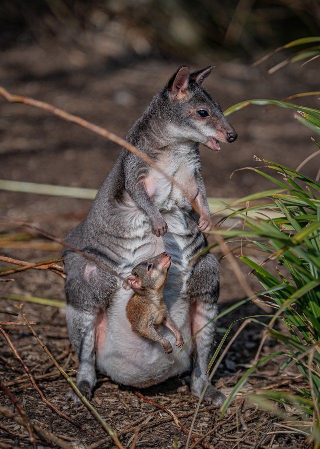 A baby dusky pademelon has popped out of mum’s pouch for the very first time