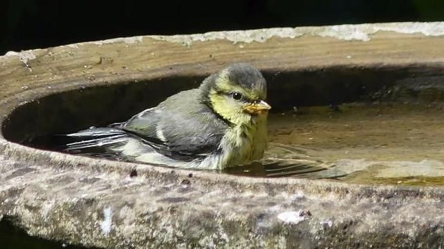 A bird in a bird bath