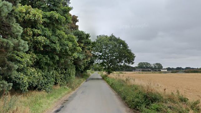 narrow lane surrounded by green trees and foliage on one side and a yellow crop field on the other. 