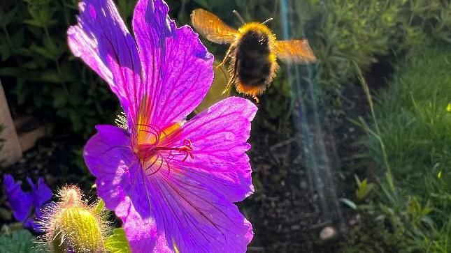 A bee near a flower in Telford Shropshire