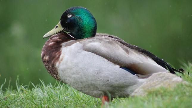 A duck in Nuneaton, Warwickshire