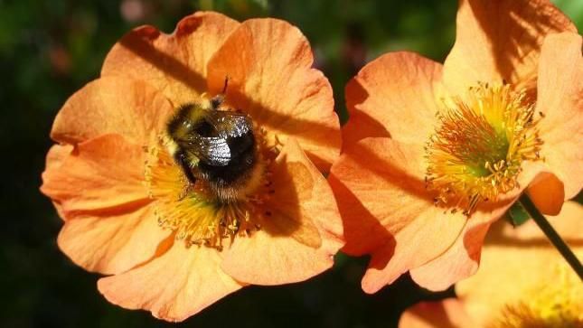 A bee on top of an orange flower 