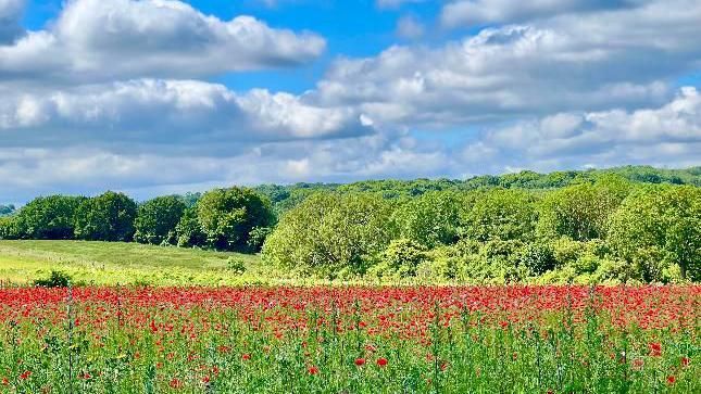 A poppy field with woodlands behind 