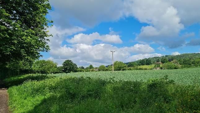 Fields and trees on a sunny day with blue skies and white clouds 
