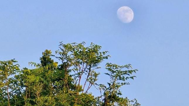 The moon behind a tree in a blue sky 