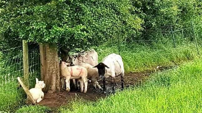 Sheep in Wolverhampton