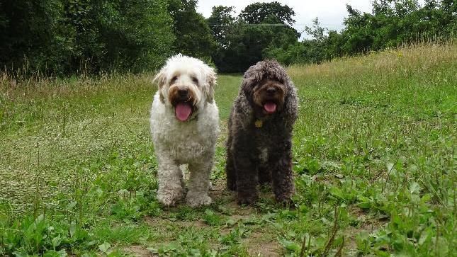 Two dogs standing next to each other with their pink tongues hanging out, the one on the left is white and the one on the right is light brown. They are standing together in a green field.