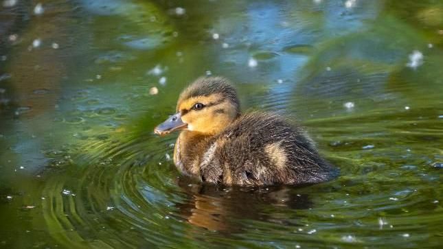Duckling in Lichfield Staffordshire