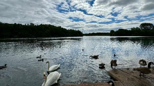 Swans and geese in Sandwell
