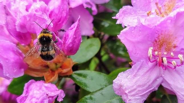 A bee on a pink flower 