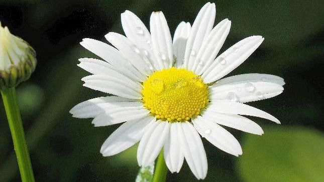 A daisy flower with rain droplets on 