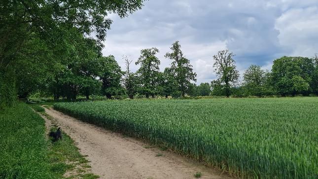 A walking path next to a field of long grass 