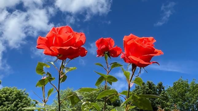Roses in Wellington Shropshire