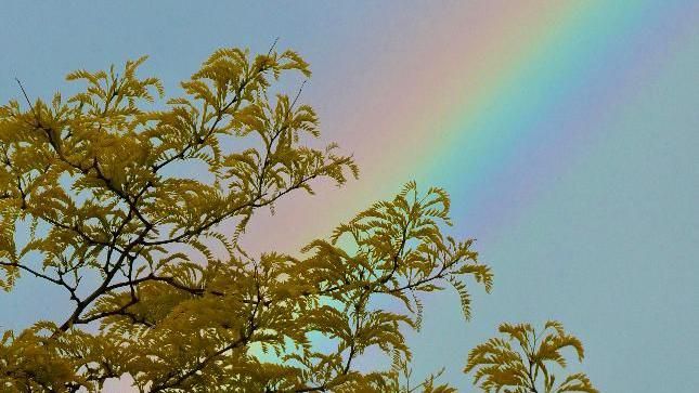 A rainbow behind leaves of a tree