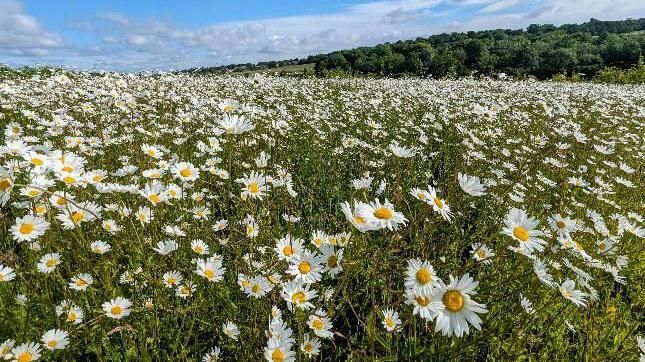 Hundreds of daisies in a field 