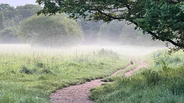 a walking path on a misty morning with a rabbit in the distance 