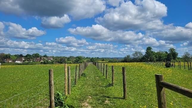A walking path in the middle of a field with blue skies and fluffy white clouds 