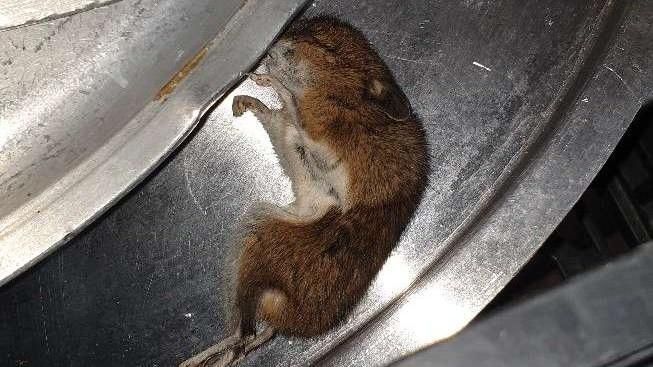 A dead mouse lying on a silver pan lid