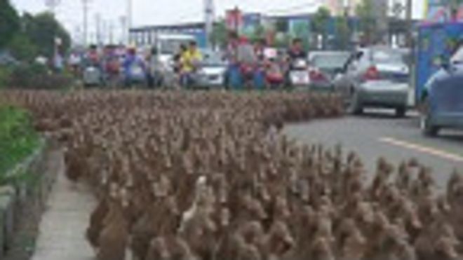 Đàn vịt đi qua phố