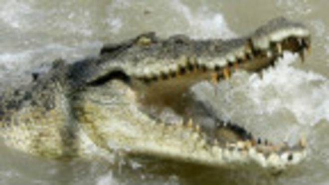 Australia: cazador sobrevive a ataque de cocodrilo golpéandole el ojo - BBC  News Mundo