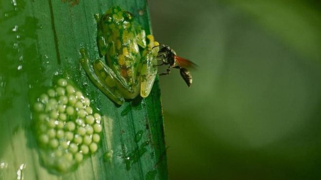 கோஸ்டா ரிக்காவில் பேராசை கொண்ட குளவியிடம் இருந்து முட்டைகளை பாதுகாக்கும் கண்ணாடி தவளை தந்தை