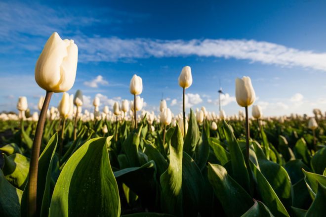 Белые тюльпаны растут в поле
