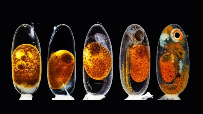Un pez payaso embrionario crece dentro de su huevo.