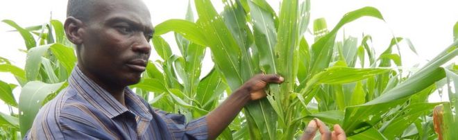 Chimenya Phiri держит гусеницу рядом с растениями кукурузы
