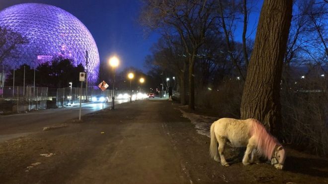 Пони с розовой гривой был замечен на Иль-Сент-Элен в Монреале