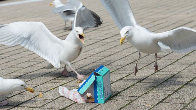 Чайки борются за коробку с рыбой и чипсами
