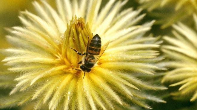 83 Gambar Hewan Lebah Madu Terbaru