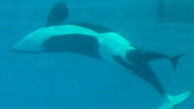 Miembros del parque ubicado en San Antonio registraron el nacimiento, que también pudo ser apreciado por el público. Activistas piden que las orcas sean llevadas al mar.