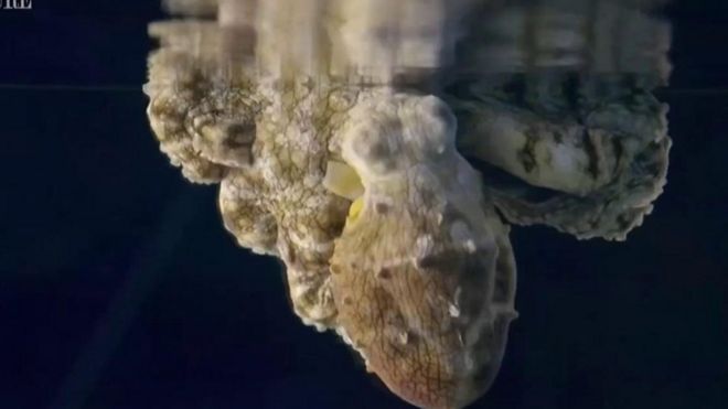 Aquatic Life
