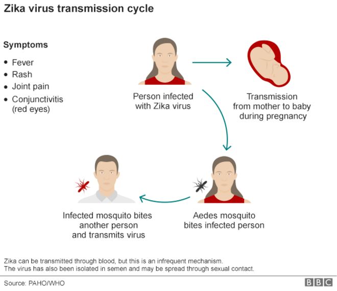Вирусный цикл Зика