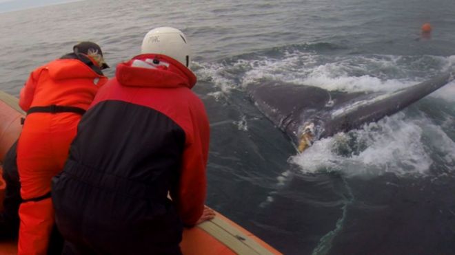Маки Грин на своей лодке для спасения китов