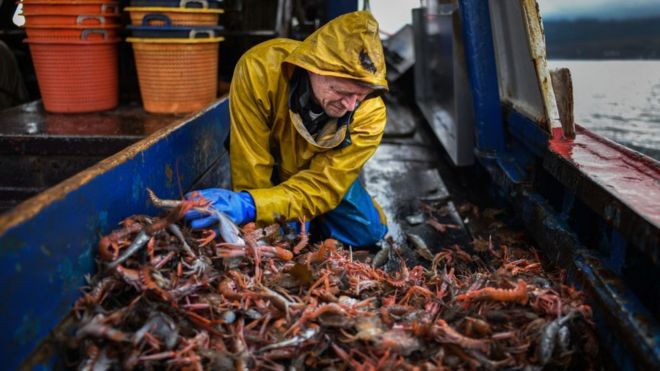 Scottish fisherman sorting crustaceans