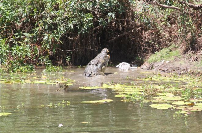 Крокодил с меньшим хвостом крокодила в его челюстях в Национальном парке Rinyirru
