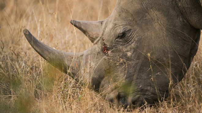 Южный белый носорог в заповеднике Лондолози в Южной Африке