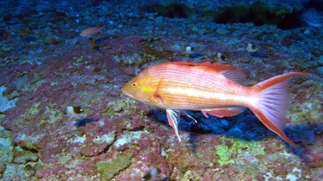 Одна из глубоководных рыб, никогда ранее не встречавшаяся у дайверов, найденная во время 25-дневной исследовательской экспедиции с 22 мая по 15 июня 2016 г. в водах северо-западных Гавайских островов