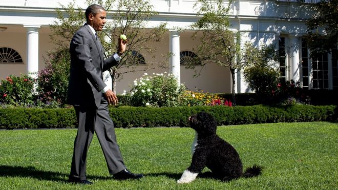 Барак Обама с собакой Бо