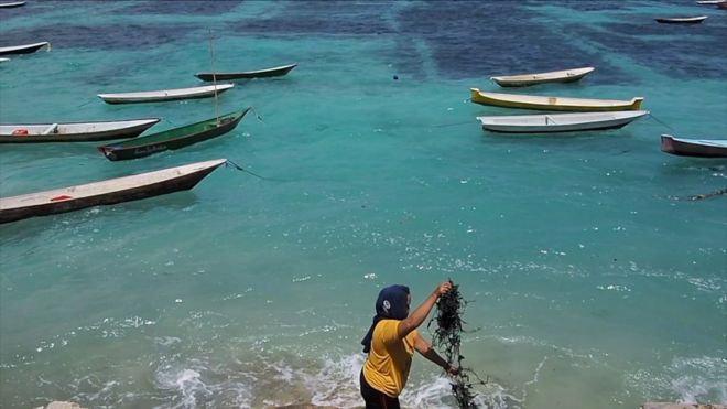 Pariwisata Bali yang terpuruk akibat pandemi berimbas langsung pada matinya penghidupan warga Nusa Lembongan yang membuat mereka beralih menjadi petani rumput laut.